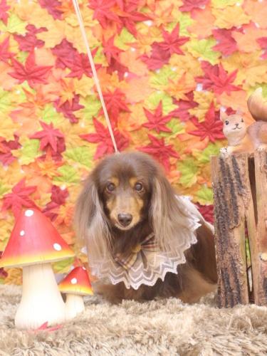 20241117ココアちゃん